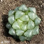 Haworthia Ice Lamp