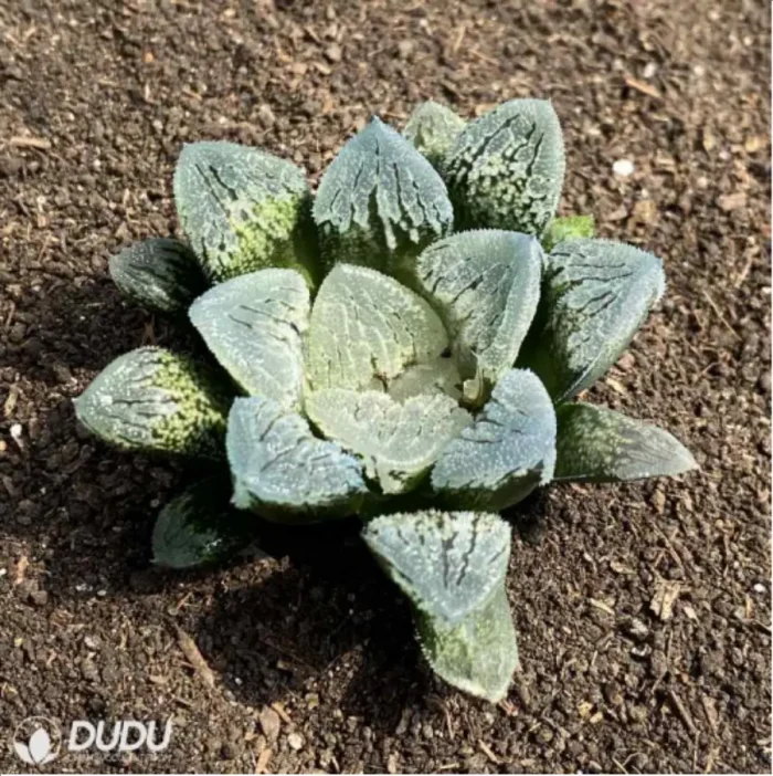 Haworthia Dancing on Ice - Image 1