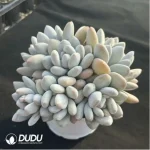 Pachyveria Perfume Clustering