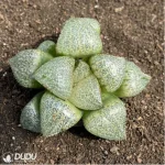 Haworthia Pretty in Pink