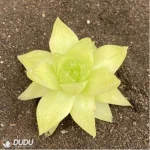 Haworthia Euryops pectinatus 'Viridis'