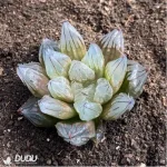 Haworthia West Asia Tsuen