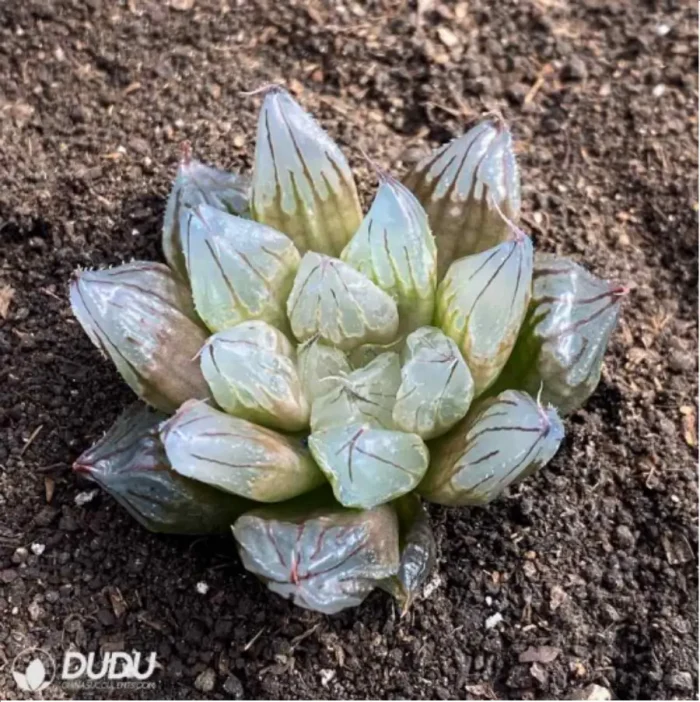 1-2737.webp Haworthia West Asia Tsuen - Image 1