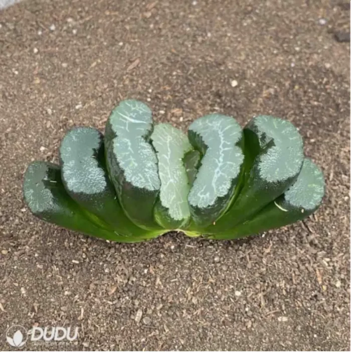 Haworthia Titan - Image 1