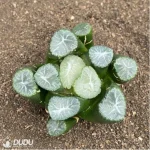 Haworthia Yamamoto