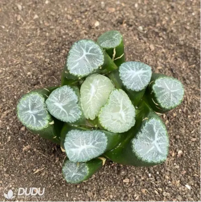 1-2746.webp Haworthia Yamamoto - Image 1