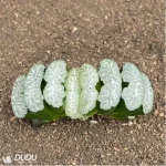 Haworthia tiger girl