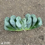 Haworthia SCeen dragon