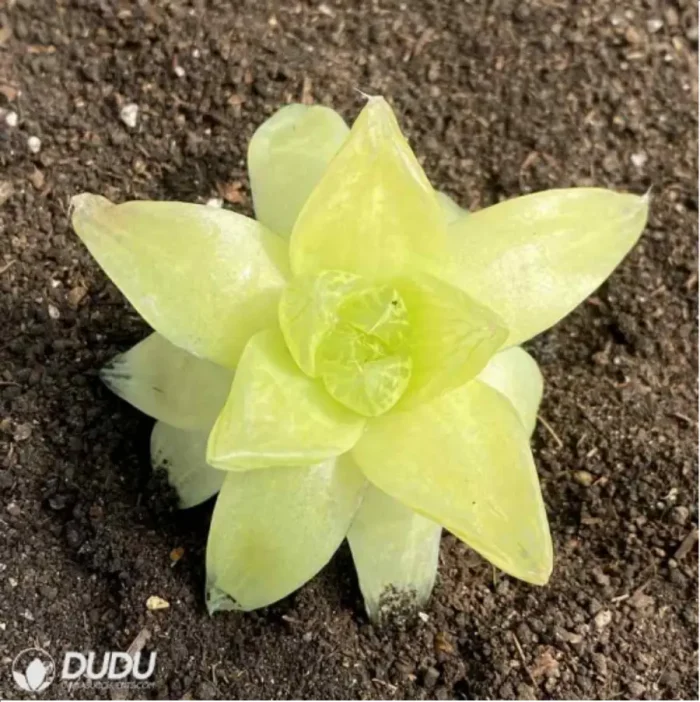 Haworthia Euryops pectinatus 'Viridis' - Image 1