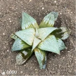 Haworthia Aluminum Star