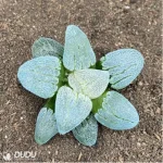 Haworthia Railway Silver