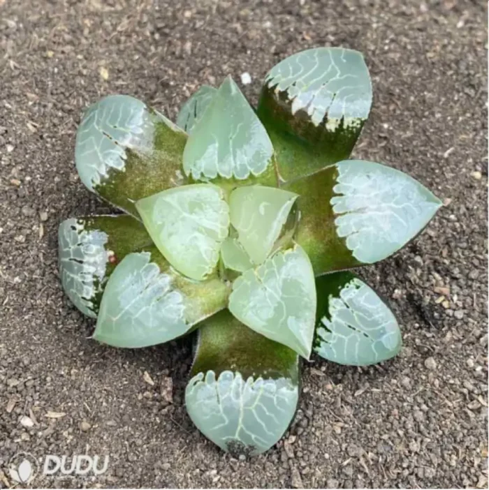 1-2767.webp Haworthia fire phoenix - Image 1
