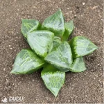 Haworthia 'Ura Hannya'