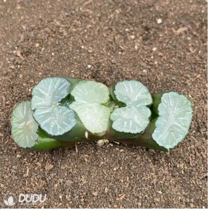 Haworthia Bai Ya - Image 1