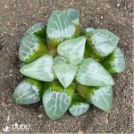 Haworthia Elegans