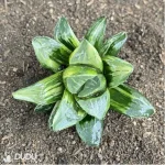 Haworthia  heidelbergensis Variegated