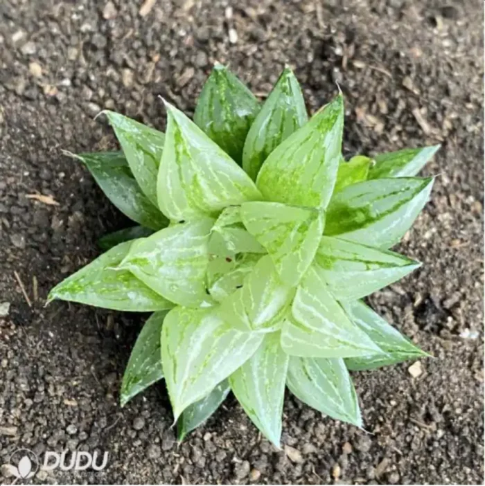 1-2786.webp Haworthia kegazato Variegate - Image 1