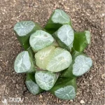 Haworthia Ice and Fire
