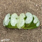 Haworthia Yu Ji