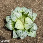 Haworthia Kyo no Nian