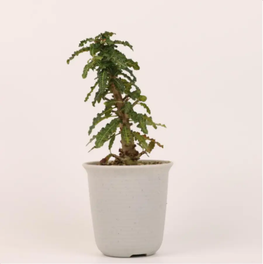 1-2799.webp Euphorbiaceae Boswellia nana - Image 1