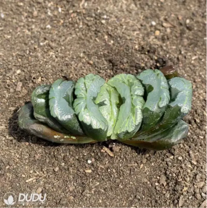 Haworthia Madama Butterfly - Image 1
