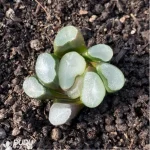 Haworthia Ou Dabao