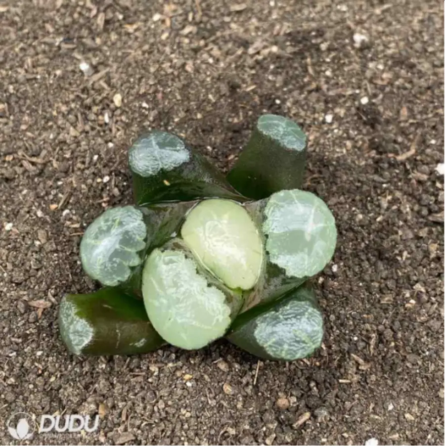 1-2807.webp Haworthia White Fuji - Image 1