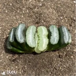 Haworthia Orbiculata