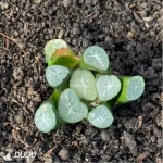 Haworthia dragon pattern
