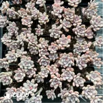 PachyphytumBeauty finger 
Double Head