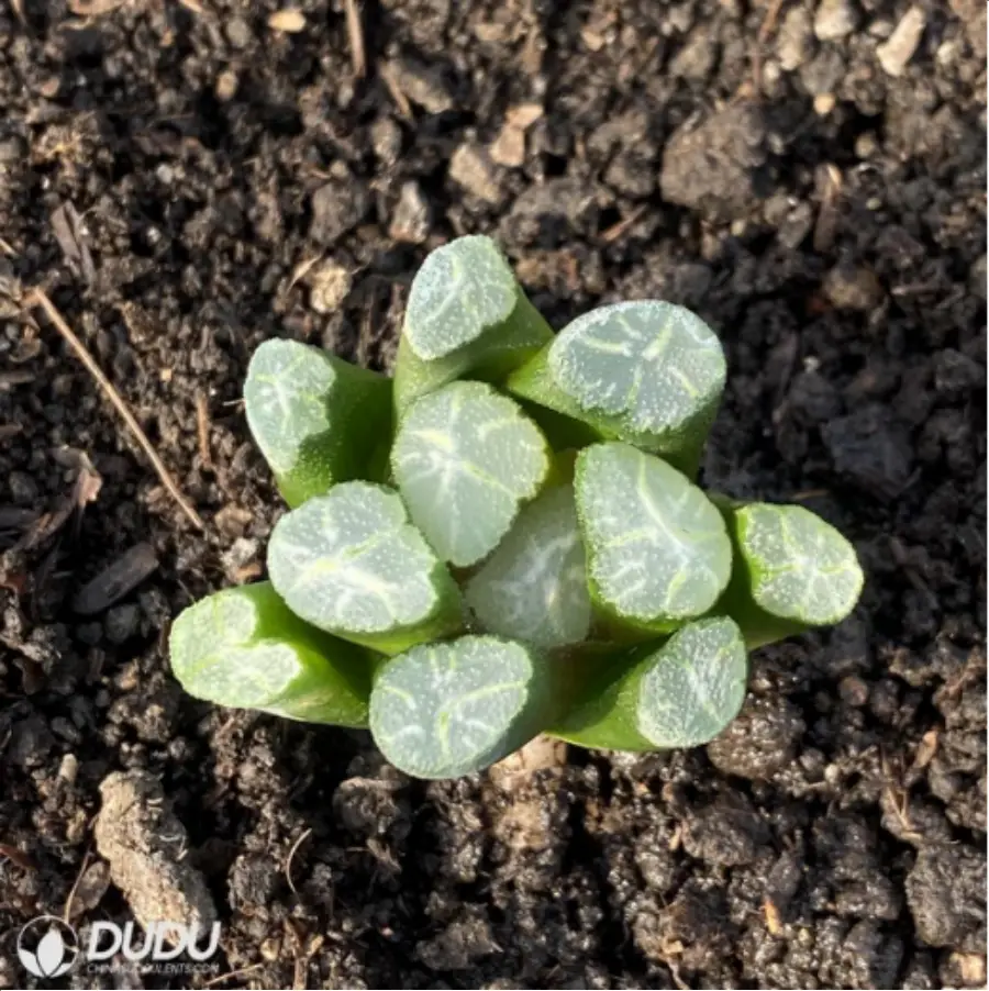 1-2814.webp Haworthia Fire cloud - Image 1