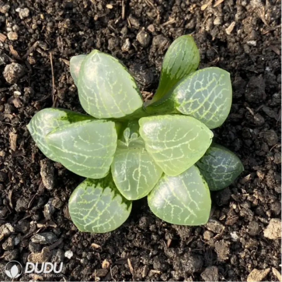 1-2818.webp Haworthia Flurry - Image 1