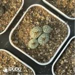 Conophytum-ink 2-5heads