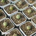 Conophytum-ficiforme
