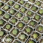 Conophytum-
Sesame cake