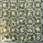 Conophytum-Sub mouth