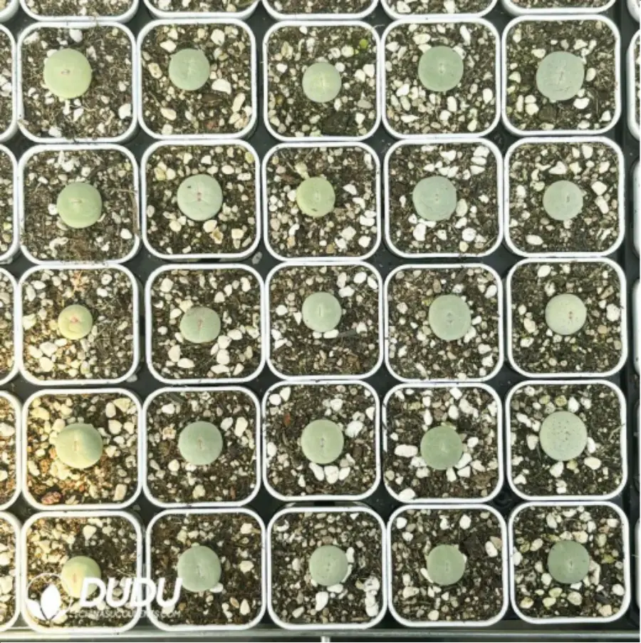 1-2829.webp Conophytum-Sub mouth - Image 1