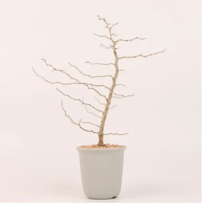 1-2832.webp Euphorbiaceae Operculicarya pachypus - Image 1