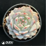 Echeveria Jade Hibiscus