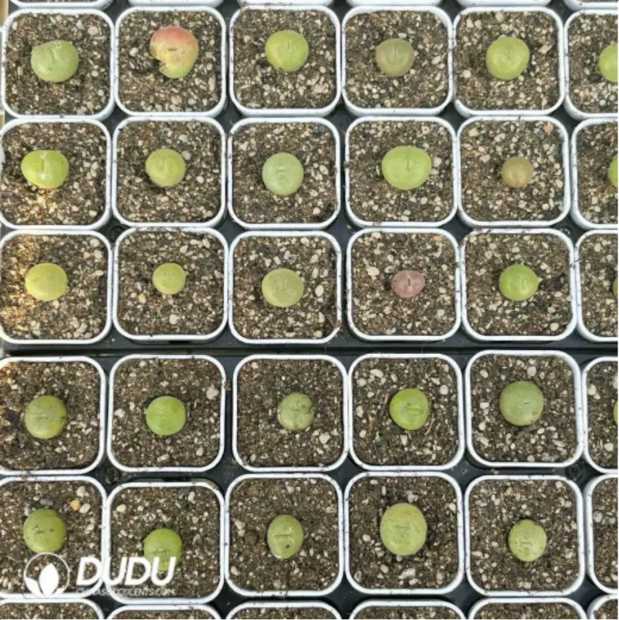 1-2838.webp Conophytum-concavum - Image 1