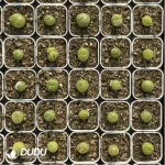 Conophytum-pillansii