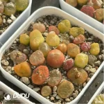 Conophytum-peento
Cut cake