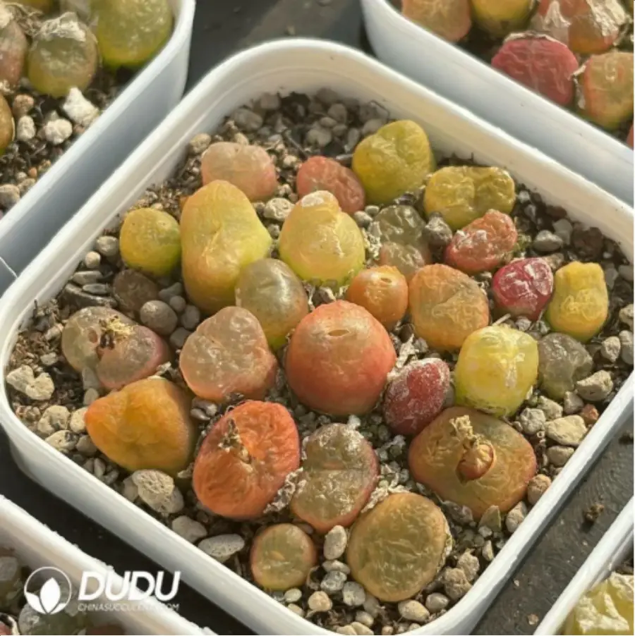 1-2841.webp Conophytum-peento
Cut cake - Image 1