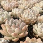 Echeveria Cream beauty