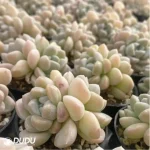 Echeveria Milky Double