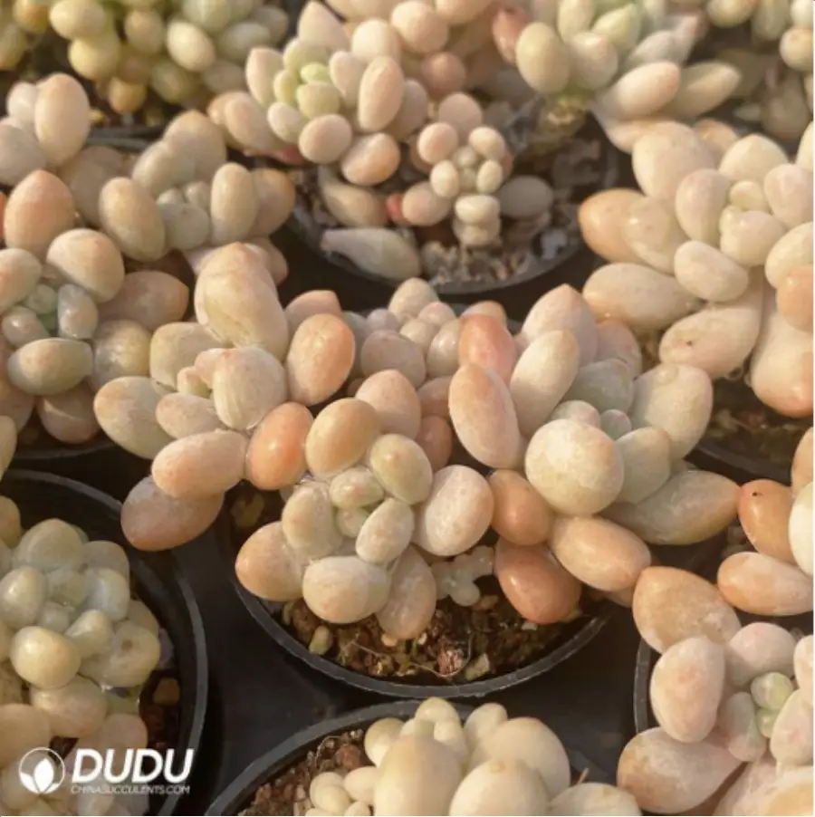 1-2847.webp Graptopetalum Rococo Clustering - Image 1