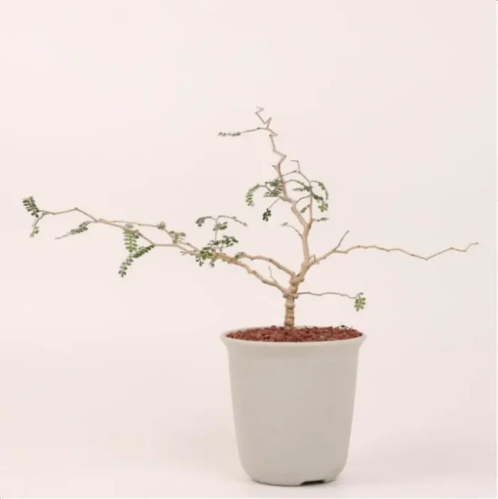 1-2853.webp Euphorbiaceae Operculicarya pachypus - Image 1