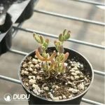 Dicrocaulon Ramulosum Ice Crystals