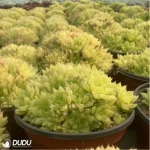 Haworthia  cymbiformis f. variegata clustering